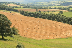 sunny autumn field