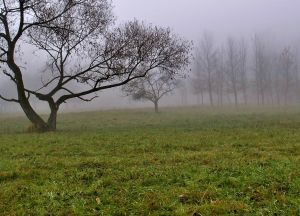 Autumn Fog