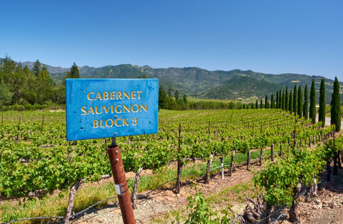 Anbau von Cabernet Sauvignon