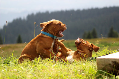 犬がマウンティングする理由 やめさせる方法を解説 続けさせると主従関係が崩れる Nigaoe Pets