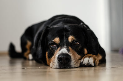 犬が一緒に寝る人を選ぶ基準は 犬の寝る場所の選び方 一緒に寝たいと思う場所づくり Nigaoe Pets