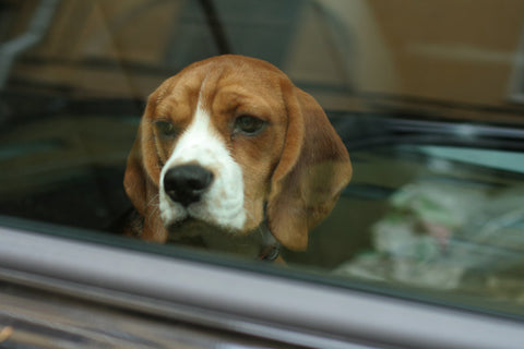 Dog in a car