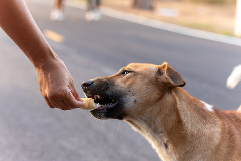 Feeding stray dog