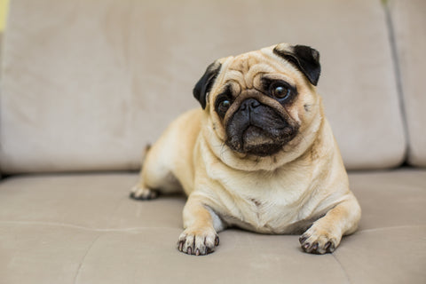 Chicken for dogs is a great food choice for overweight dogs