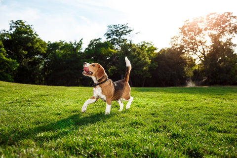 A dog is walking across a field of grass. They are caught mid-step as they look up towards the sun.