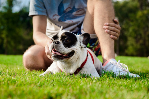 A dog sitting on grass, looking away. A man's lower body is behind him.