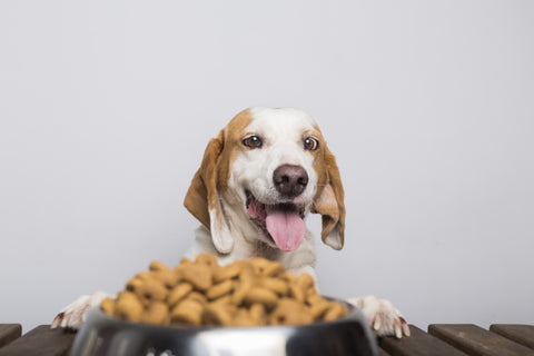 Chicken dog food in a bowl