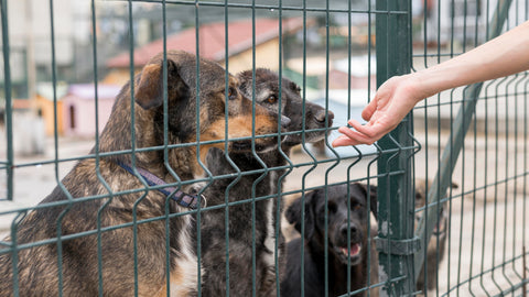 person-reaching-dogs-through-fence-shelter