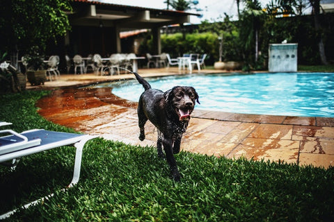 Dog in a pool