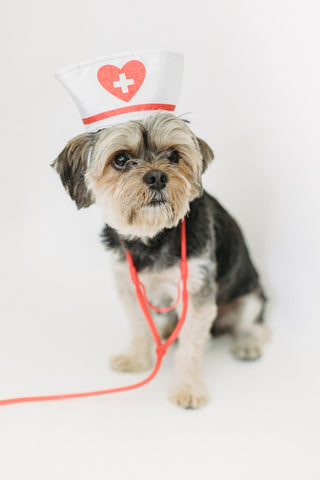 Dog with stethoscope