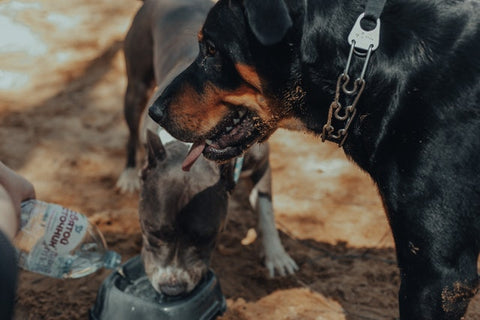 Dogs drinking fresh water