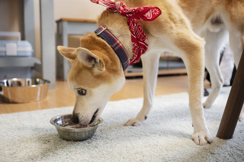 A dog eating from their food bowl. Chicken for dogs is a nutritional and healthy food choice for them.