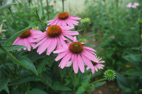 A close-up of pink coneflowers with dark orange centers and green foliage in a blurred garden background
