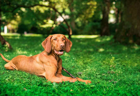 A light brown dog lying on the grass in a park with trees in the background