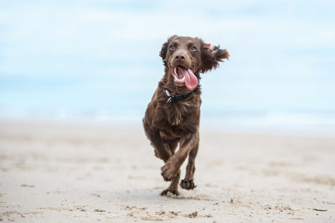 Dog running