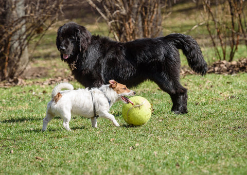 Small vs big dog