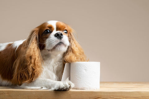 Dog with toilet paper