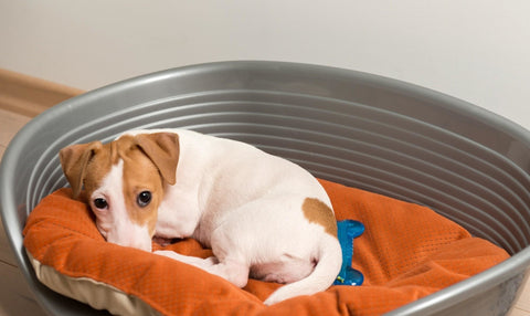 Dog sleeping on a bed