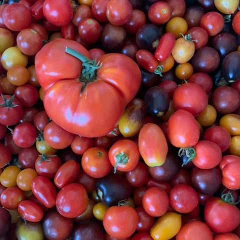 tomato harvest from community garden