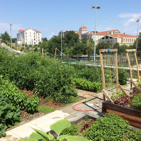 rooftop farm community garden