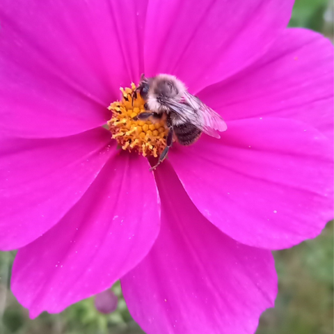 pink flower with bumblebee in middle of flower in community garden