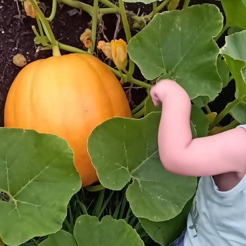 child growing squash pumpkin in community garden