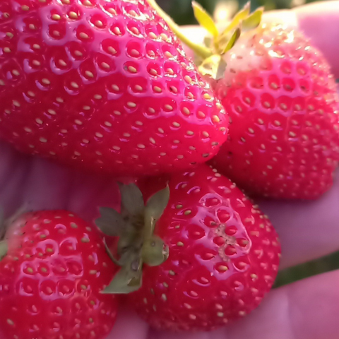 strawberries grown in community garden