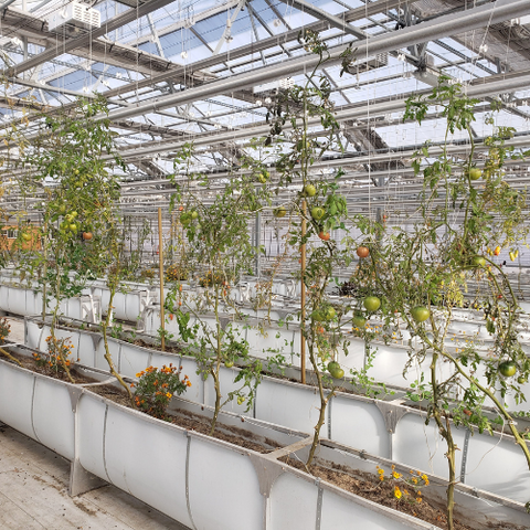 tomatoes growing in trellises