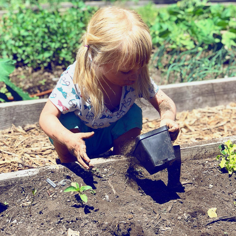 child planting vegetable starts in community garden