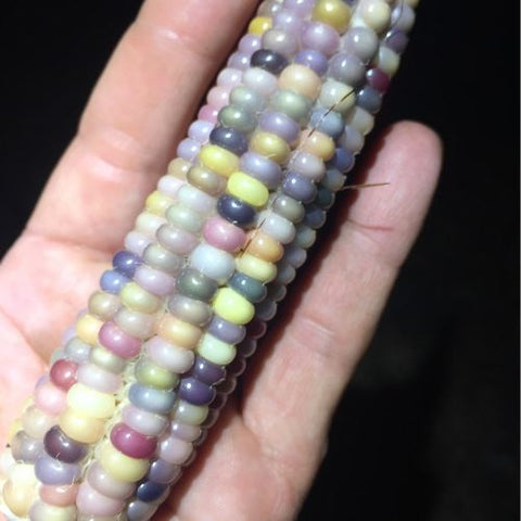 glass gem corn harvest in hand
