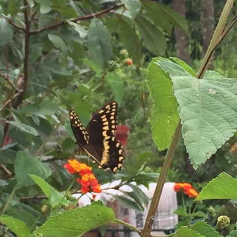 butterfly landing on wildflower in community garden