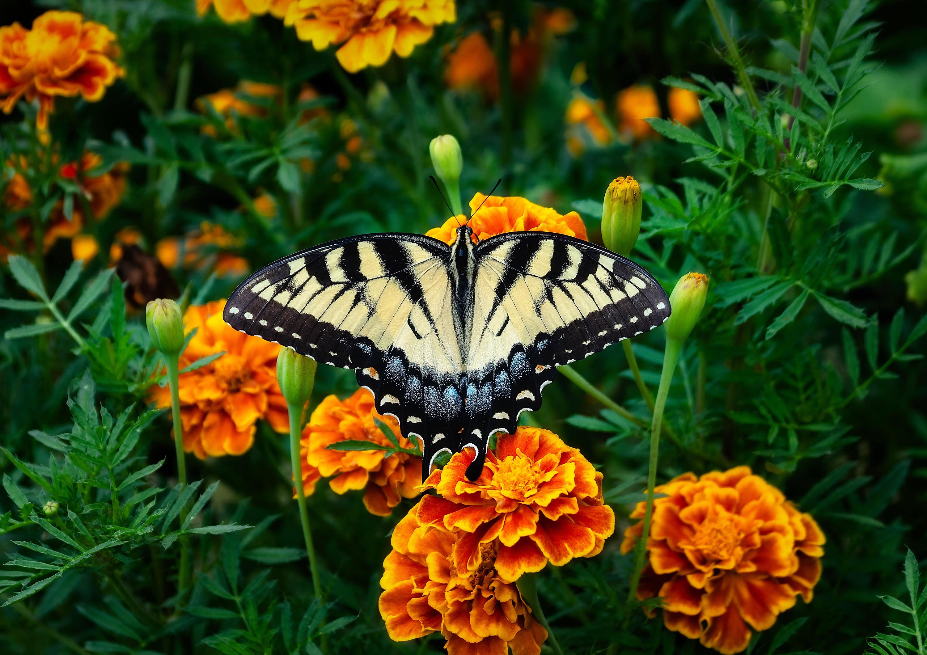 Butterfly Garden