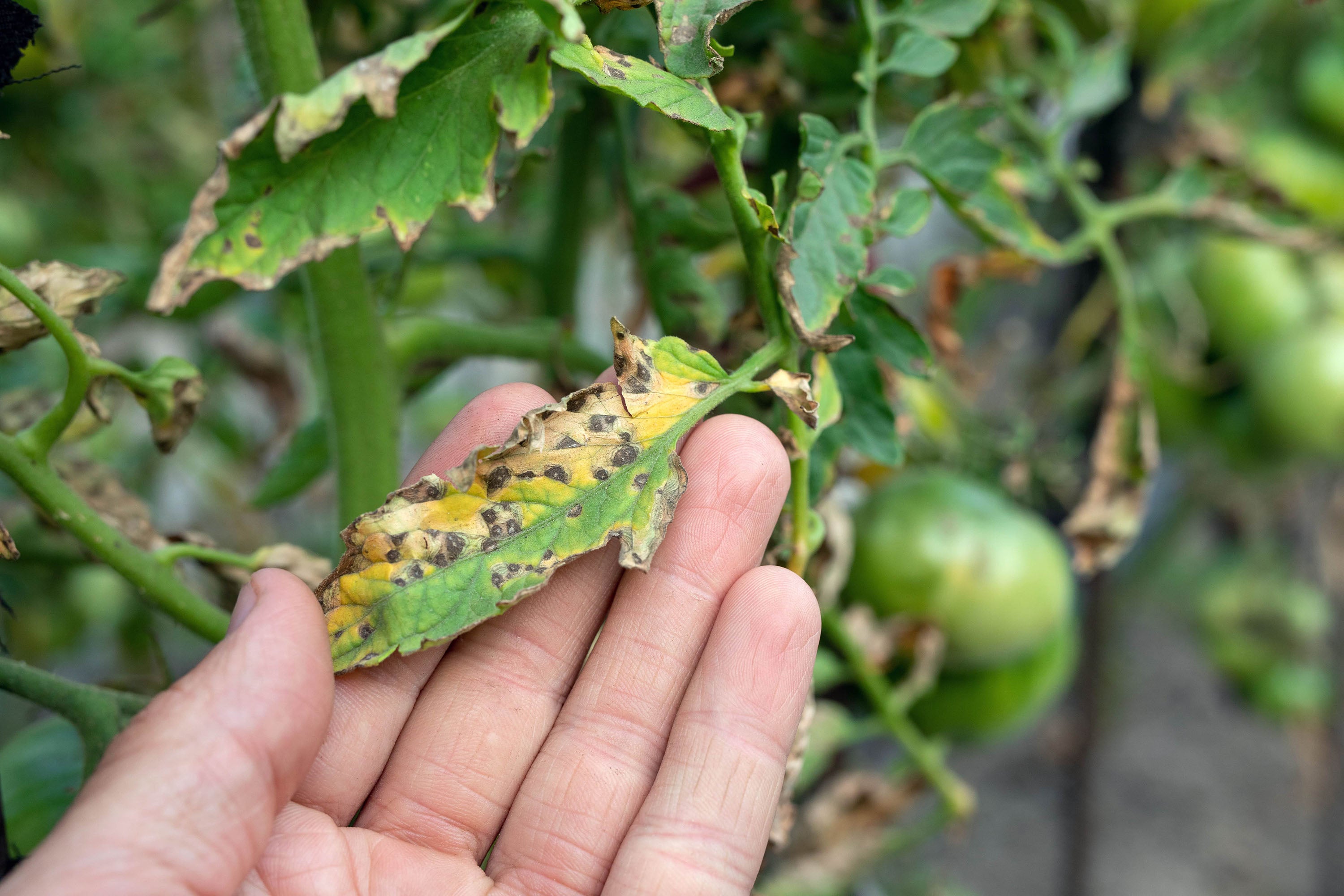 Companion Planting with Land Cress for Natural Caterpillar Control