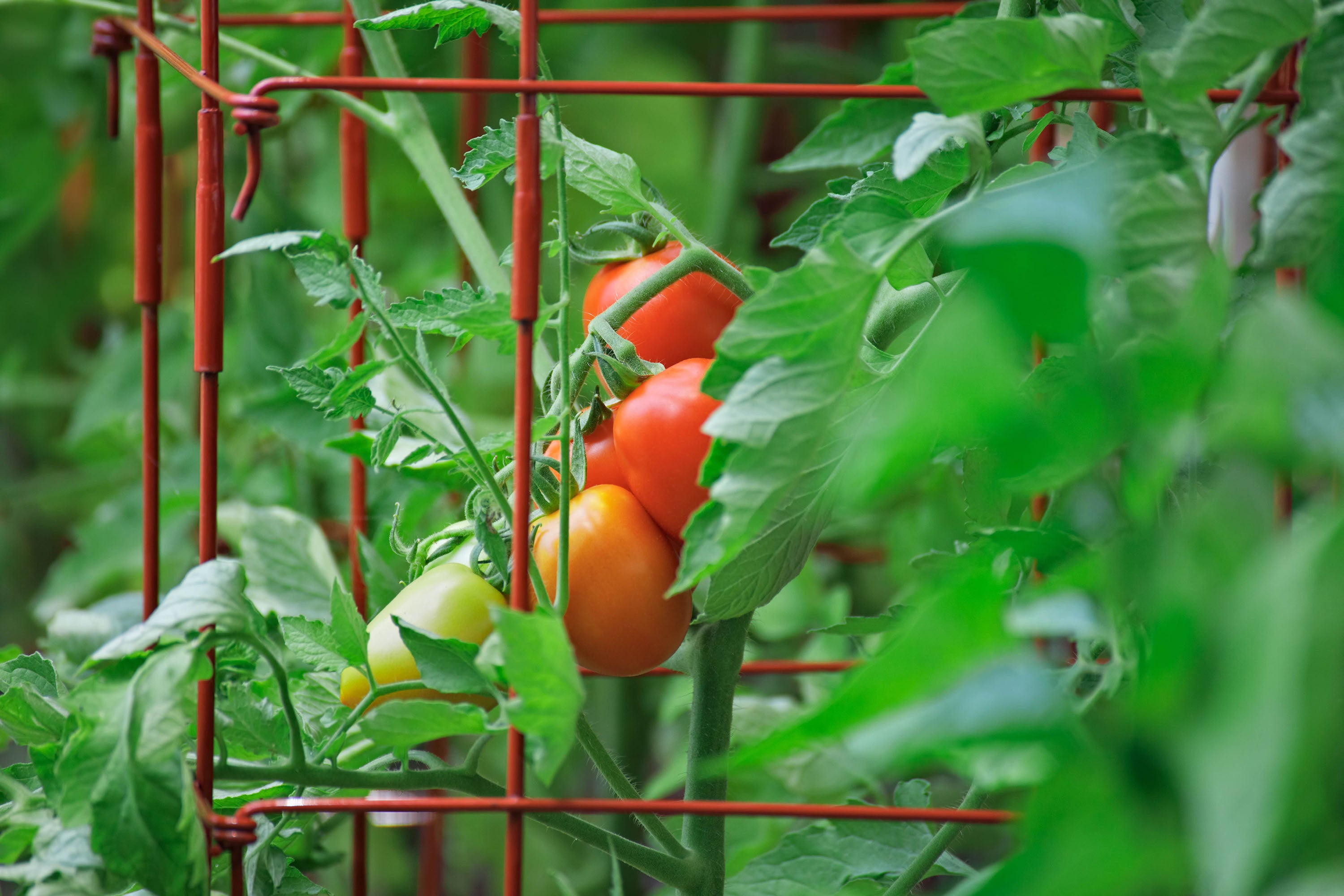 8 DIY Trellis Ideas for Healthier Tomato Plants - Sow Right Seeds