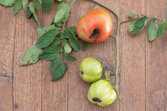 tomatoes with blossom end rot on table