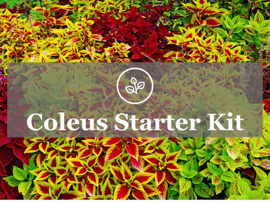 Coleus starter kit