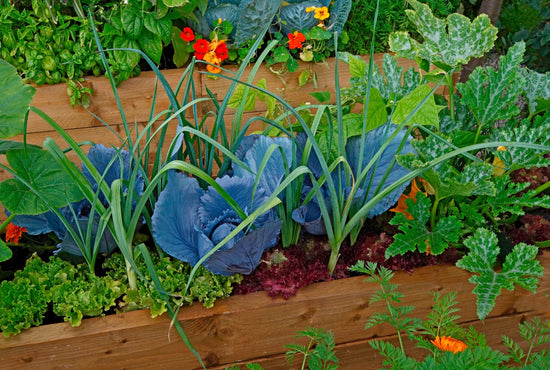 companion plants cabbage nasturtiums