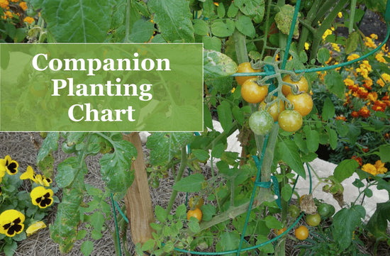 vegetable companion planting chart