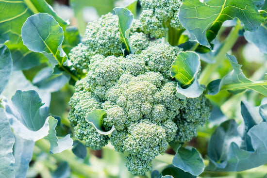 broccoli growing in garden