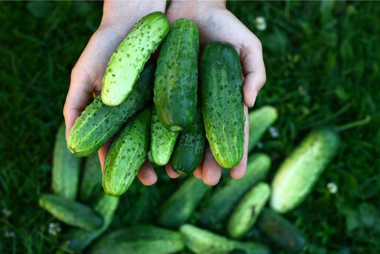 hand full of harvested cucumbers