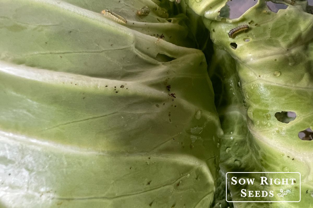 caterpillars on cabbage