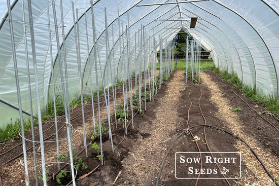 hoop house filled with DIY tomato cages
