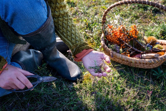 hand holding scissors and harvested herbs