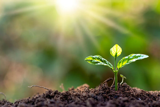 suns rays shining on small seedling