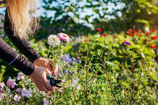 cutting flowers in garden