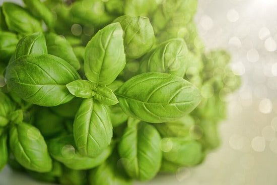 basil plants