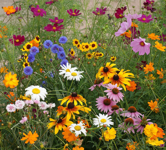 wildflowers