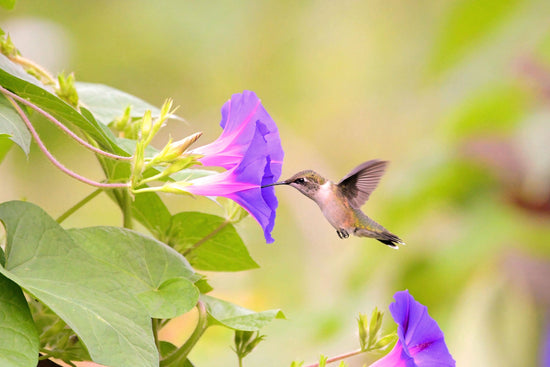hummingbird in the garden