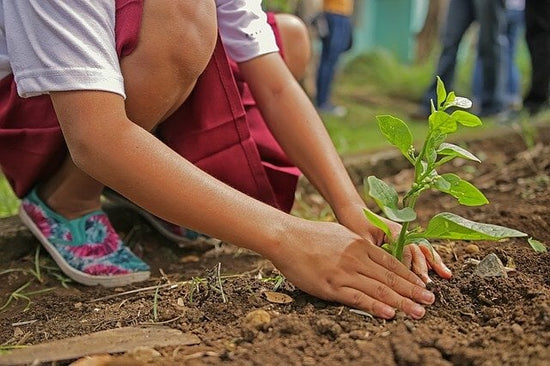 person transplanting a seedling outdoors