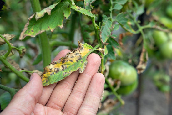 Tomatoes on vine with disease